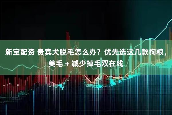 新宝配资 贵宾犬脱毛怎么办？优先选这几款狗粮，美毛 + 减少掉毛双在线